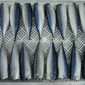 Frozen Gutted Tailed Pacific Mackerel HGT For Canned